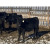 Image 10 : Rock Creek Cattle Co. Ltd. - 560# December Delivery Weaned Steers - 72 Head (Nanton, AB) VBP+