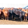 Image 2 : Dog River Ranch - 730# March/April Delivery Heifers - 43 Head (Corning, SK)