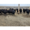 Image 8 : Jim & Ryan Geldreich - 900# March/April Delivery Steers - 68 Head (Bow Island, AB)