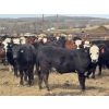 Image 3 : Midpoint Farms - 1000# May Delivery Steers - 62 Head (Drayton Valley, AB)