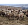 Image 4 : Patzer Ranch Ltd. - 690# December Delivery Weaned Heifers - 90 Head (Waldeck, SK) VBP+