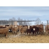 Image 3 : Clayton & Bailey Smith, Austin Hines - 1020# September Delivery Grass Heifers - 300 Head 