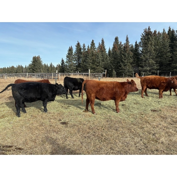 Marv & Mark Bedry - 5 Black Angus X April/May Calving Bred Heifers (Cochrane, AB)