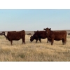 Image 3 : McIntyre Ranch - 1012# October Delivery Grass Heifers - 55 Head (Picture Butte, AB)