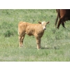 Image 6 : Circus Coulee Cattle - 530# November Delivery Heifer Calves - 100 Head (Dorothy, AB)
