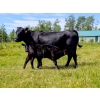 Image 3 : Ernest Wiebe - 40 1st & 2nd Calf Simm-Angus Pairs (Rose Prairie, BC)