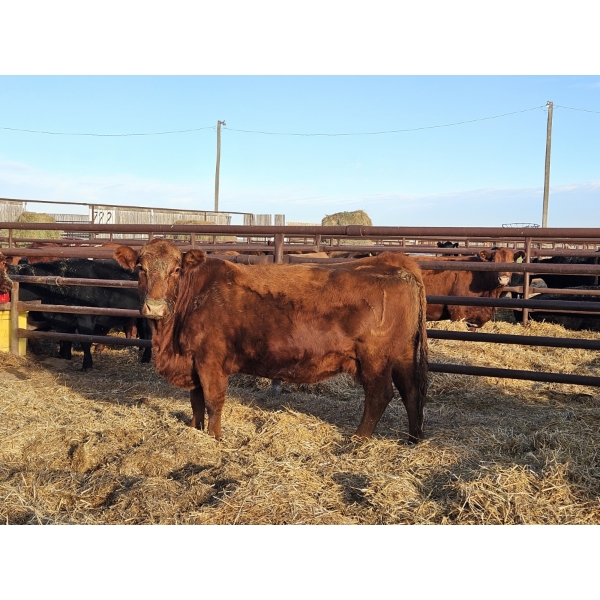 Vernard White - 2 Red Cows (Pen 522)