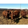 Image 5 : Van Hall Cattle Company Ltd. - 990# April Delivery Steers - 57 Head (Scandia, AB)