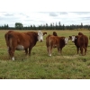 Image 10 : Out West Ranches Ltd. - 610# October Delivery Steer Calves - 100 Head (Williams Lake, BC)