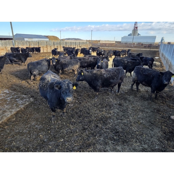 M.S. MacLean Livestock - 1500# Cows - 55 head (Coaldale, AB)