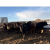 Image 4 : Rice Farms - 975# March Delivery Steers - 120 Head (Lacombe, AB)