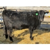 Image 3 : Fox Cattle Co. - 5 Bred Heifers (Pen 414)