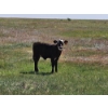 Image 4 : Lee Deschamps - 500# October Delivery Heifer Calves - 30 Head (Patricia, AB)