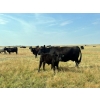 Image 4 : Darrell Goldsmith - 410# Steer Calves - 70 Head (Hoosier, SK)
