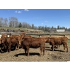 Image 4 : Alta Bar Ranch - 600# May Delivery Heifers - 50 Head (Rimbey, AB)