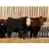 Image 3 : Hopper Farms/Jace Poffenroth - 910# January Delivery Steers - 68 Head (Eckville, AB)