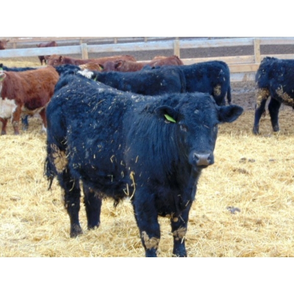 Justin Tateson - 1025# March Delivery Steers - 61 Head (Scandia, AB)