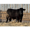 Image 5 : Hopper Farms/Jace Poffenroth - 900# March Delivery Steers - 68 Head (Eckville, AB)