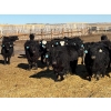 Image 6 : East Wind Farms - 950# February Delivery Steers - 75 Head (High River, AB)