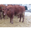 Image 9 : Ranahan Ranch - 975# February Delivery Open Heifers - 38 Head (Wapella, SK)