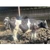 Image 9 : Wavy Lake Farming Co. - 635# Holstein Steers - 15 Head (Heisler, AB)