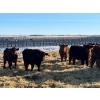 Image 5 : 9 - 9 Ranch Ltd. - 740# February Delivery Steers - 40 Head (Coronation, AB)