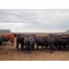 Image 8 : Hillsvale Farming Co. - 40 Angus/Angus X Fed Steers (Cut Knife, SK)