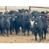Image 8 : Duane & Austin Ashbacher - 775# February Delivery Steers - 80 Head (Arrowwood, AB)