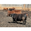 Image 6 : Carl Chomistek - 1010# April Delivery Steers - 109 Head (Rolling Hills, AB)