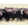 Image 3 : L & J Ranch - 840# Sept/Oct Delivery Grass Heifers - 80 Head (Harptree, SK)