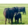 Image 5 : Schunicht Farms - 700# Dec/Jan Delivery Weaned Steers - 80 Head (Strathmore, AB)