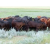 Image 9 : L & J Ranch - 550# October Delivery Steer Calves - 70 Head (Harptree, SK)