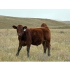 Image 7 : Paul & Krysten Gravelle - 575# October Delivery Steer Calves - 104 Head (Ceylon, SK) VBP+