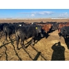 Image 5 : Wade Fewings - 650# March/April Delivery Steers - 71 Head (Pierson, MB) VBP+