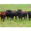 Image 2 : Diamond C Farms - 820# September Delivery Grass Heifers - 150 Head (Merridale, MB)