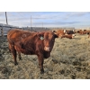 Image 11 : C.O. Johnson & Sons Ranches  - 890# March Delivery Steers - 101 Head (Scandia, AB) VBP+