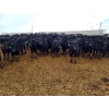 Image 2 : Little Big Ranch - 700# March Weaned Steers - 130 Head (Medicine Hat, AB)