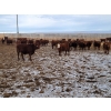 Image 2 : Raymond Land & Cattle - 760# March Weaned Steers - 180 Head (Hazenmore, SK)