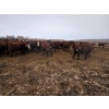 Image 6 : Ripple Rock Ranch - 820# January Delivery Steers - 180 Head (Fincastle, AB)