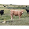 Image 3 : Circus Coulee Cattle (Robert & Jordy Hoff) - 525# November Heifer Calves - 95 Head (Dorothy, AB)