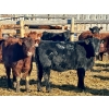 Image 15 : Schunicht Farms - 775# March Delivery Heifers - 155 Head (Strathmore, AB)