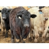 Image 2 : JG Larson Livestock (V-V) - 725# April Delivery Steers - 62 Head (Jenner, AB) VBP+
