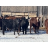 Image 2 : Dwayne Nicolay - 620# February Delivery Heifers - 60 Head (Rocky Mountain House, AB)