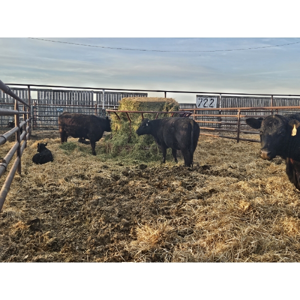 Rolling N Ranches (Nolan & Amanda Osadczuk) - 5 Black Heifer Pairs
