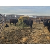 Image 1 : Rolling N Ranches (Nolan & Amanda Osadczuk) - 5 Black Heifer Pairs