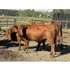 Image 3 : Garth & Theresa Kauppi - 1325# September Delivery Heiferettes - 25 Head (Eckville, AB)