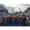 Image 3 : Bob & Donna, Nikita Leavitt - 600# October Delivery Steer Calves - 55 Head (Kamloops, BC) VBP+