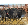 Image 2 : Red Deer Feeder Association Ltd. - 5 Heifers (Pen 141)