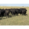 Image 6 : Sheldon Reimer - 940# September Delivery Grass Heifers - 325 Head (Cromer, MB)