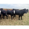 Image 3 : Edgar's Custom Farming Ltd. - 1025# October Delivery Grass Heifers - 104 Head (Elkhorn, MB)